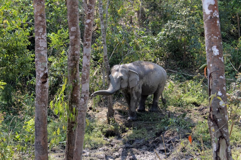 Elephants in a high-welfare venue