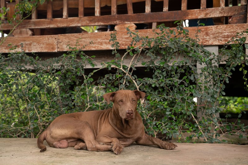 Pet dog in a garden