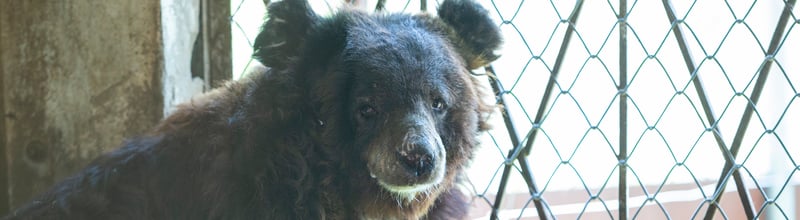 The new bear, Maggies, in quarantine, May 2019
