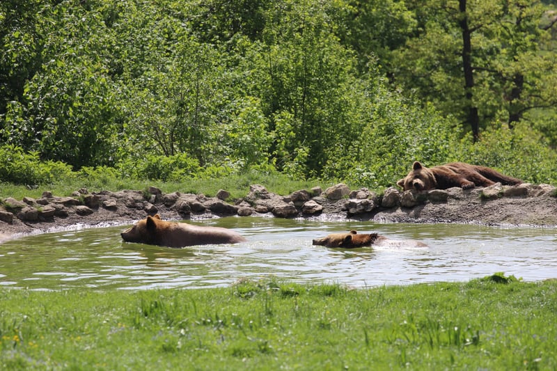 How animals keep cool in the heat