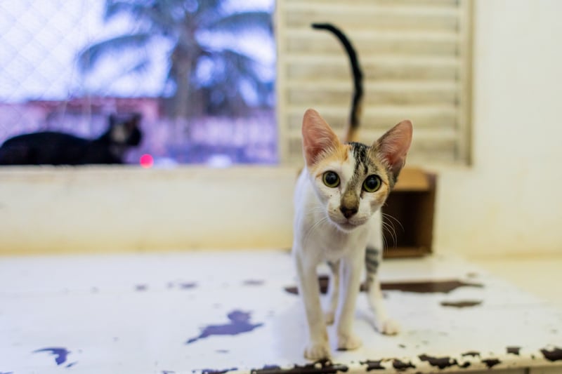 Cat at a dog and cat shelter called Resgatanimal