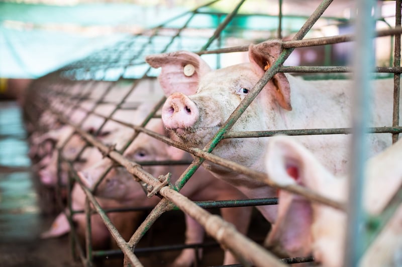 Pictured: Mother pigs confined to a gestation crate.