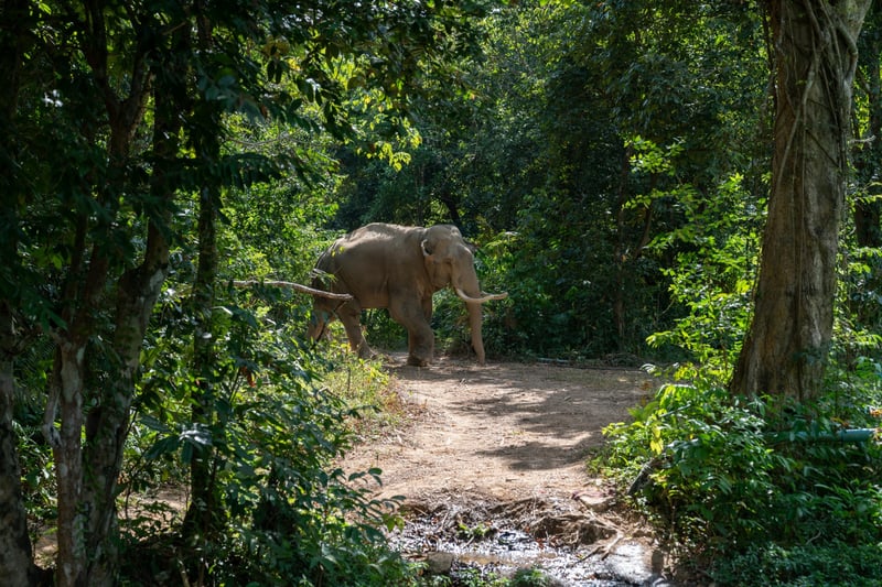 Chok the elephant at the Following Giants venue - World Animal Protection