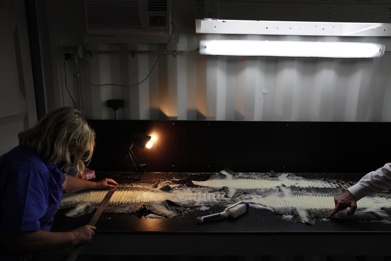 Crocodile skin being measured before being sent to the tannery.