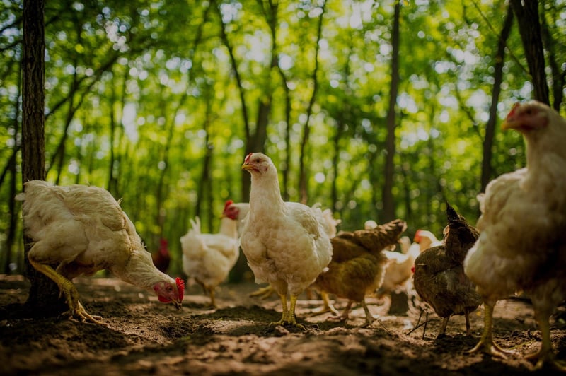 Chickens at a high welfare farm