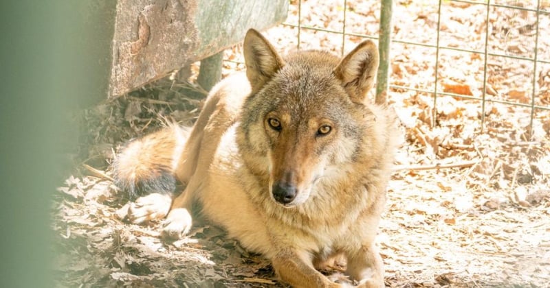 Elza the wolf recovering