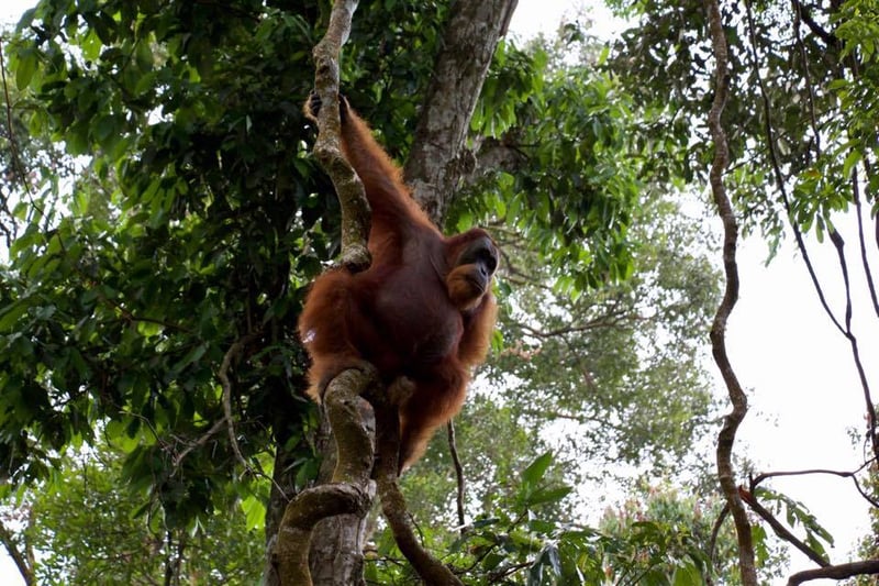 Animal Protectors encounter orangutans in the Sumatran jungle