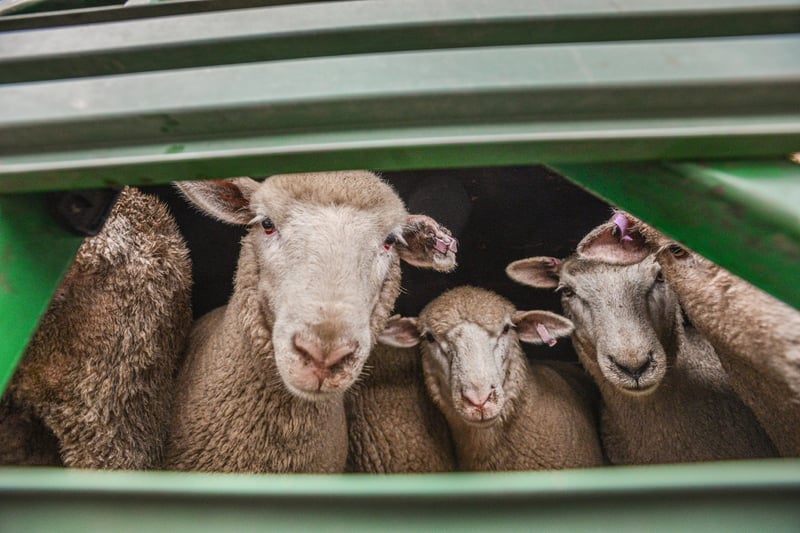 Sheep arriving at the sale yards.
