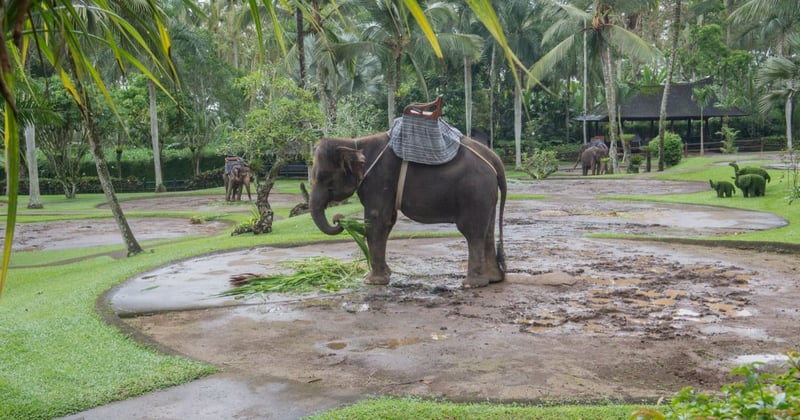 Memories of abuse: The life of an elephant in wildlife tourism