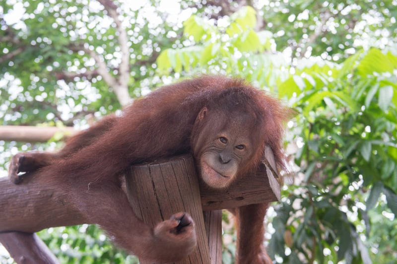 Orangutans are suffering for selfies