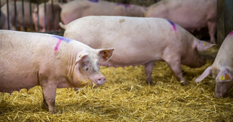 Pig chewing hay at indoor pig farm