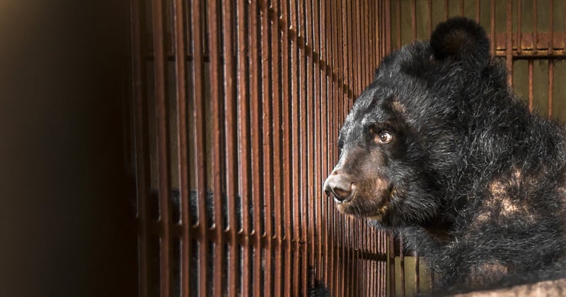 bear bile vietnam