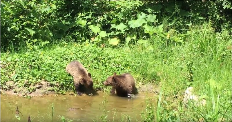 bear cubs