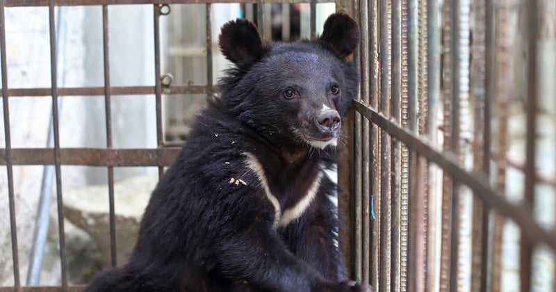 bear, Pakistan