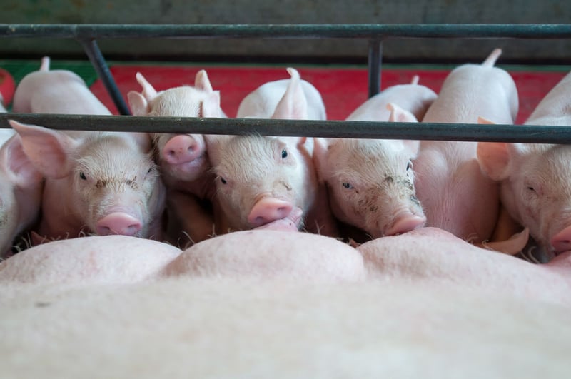 Brazilian farm gives pigs better lives