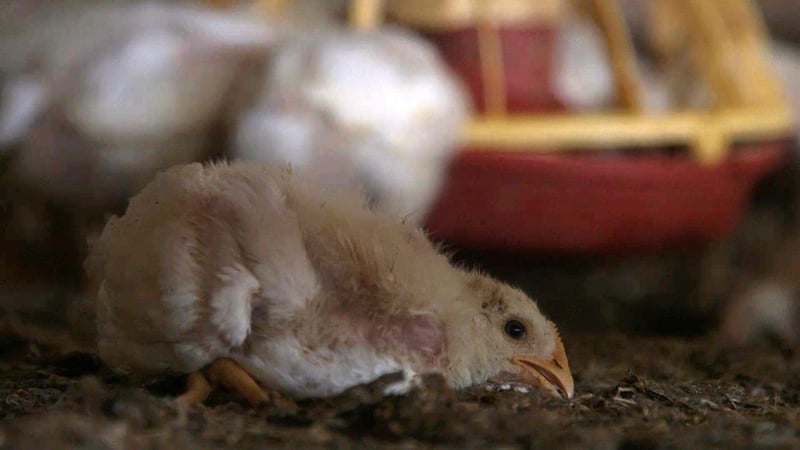 Chicken on a farm in Alberta, Canada