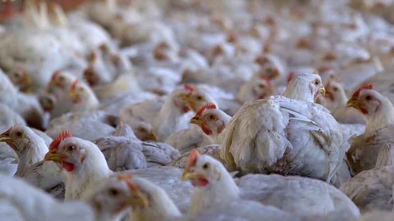 Why do we emotionally disconnect from chickens?