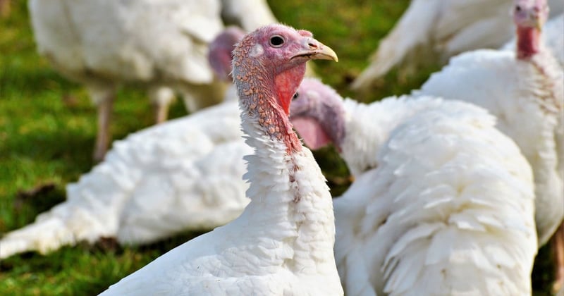 Christmas Turkey