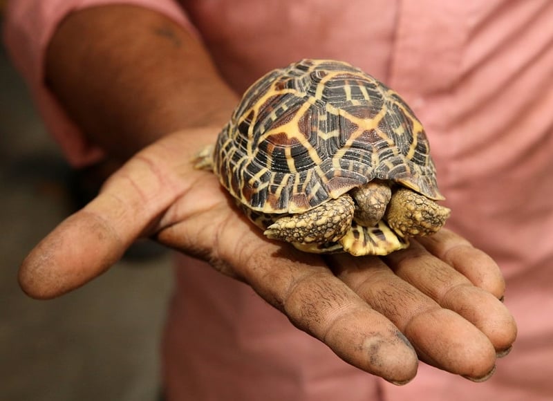 Data gaps put more than 64,000 illegally traded wild animal at risk