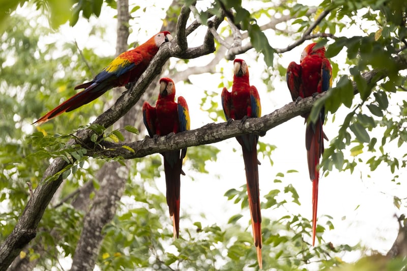 macaws in the wild