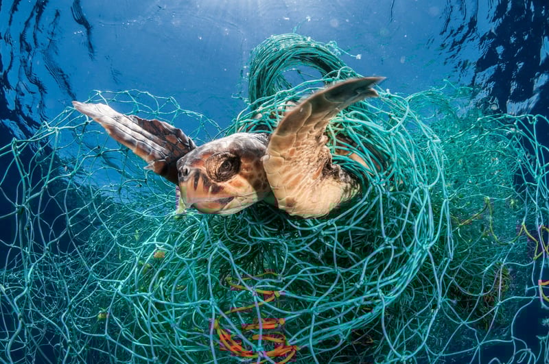 Protecting leatherback turtles from ghost gear