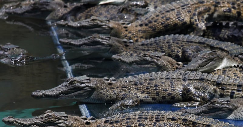 Crocodiles at a farm.