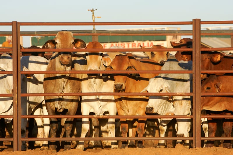 Cattle