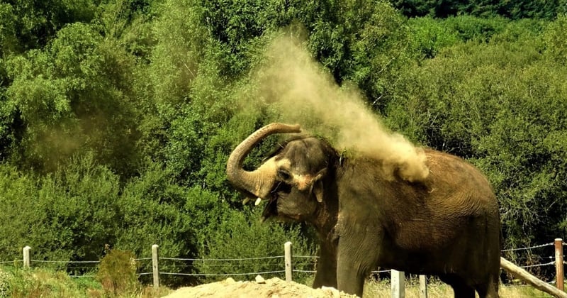 Den tidligere zoo-elefant får et fantastisk nyt liv i elefantreservatet Elephant Haven