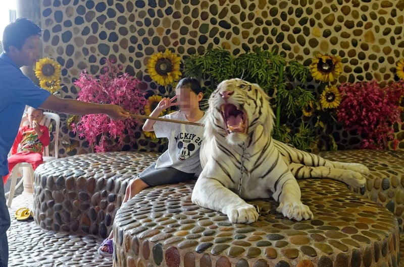Thailand’s cruel tiger entertainment industry continues to grow