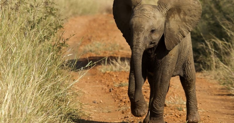 More than 100 travel companies commit to be elephant-friendly