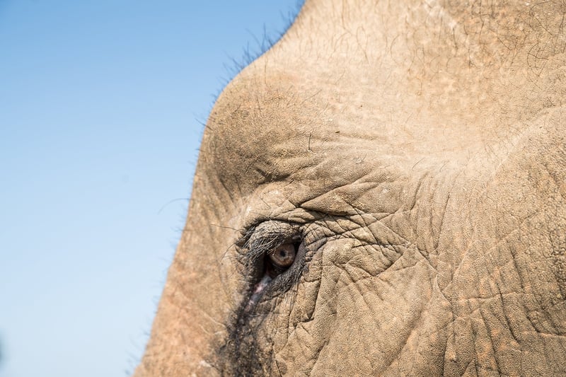elephant, Laos