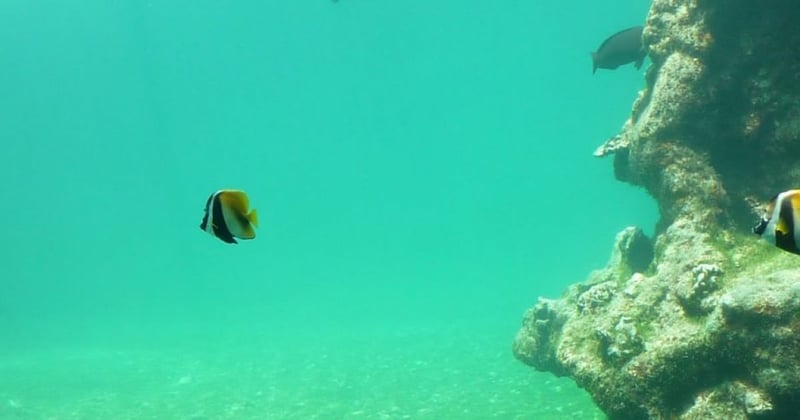 Cayman Islands Sea Turtle Fish Tank
