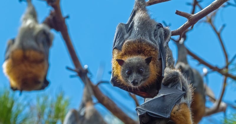 Australian flying-fox - Rene Riegal