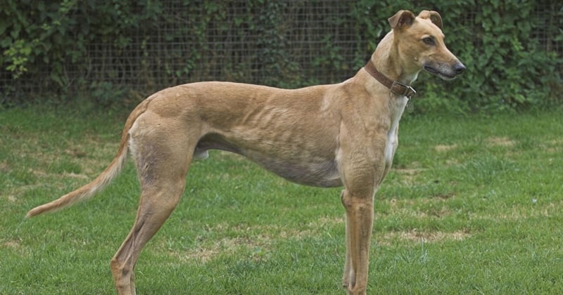 Greyhounds