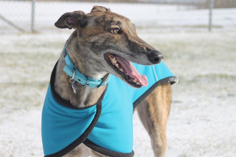 A fawn greyhound