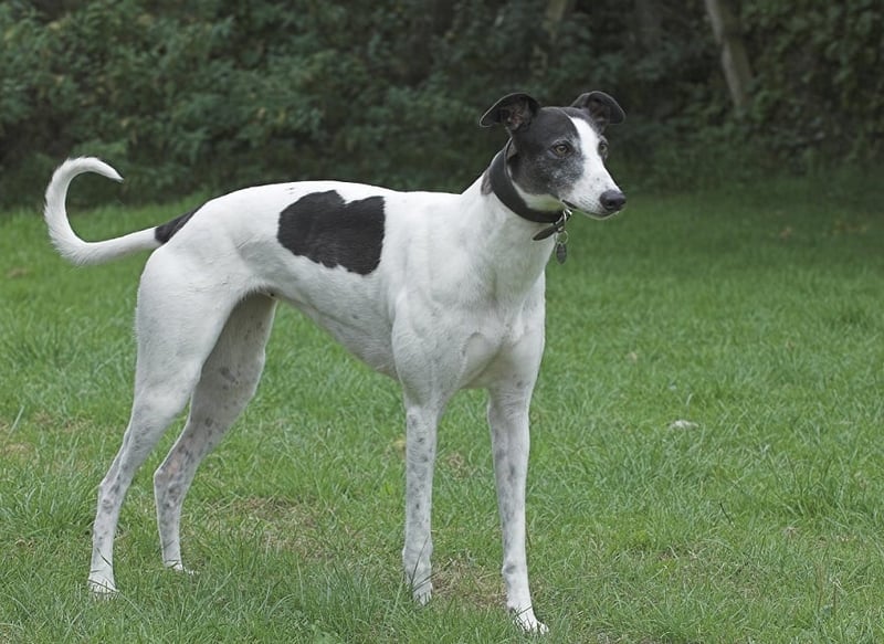 Bitterly disappointing day for greyhounds in NSW