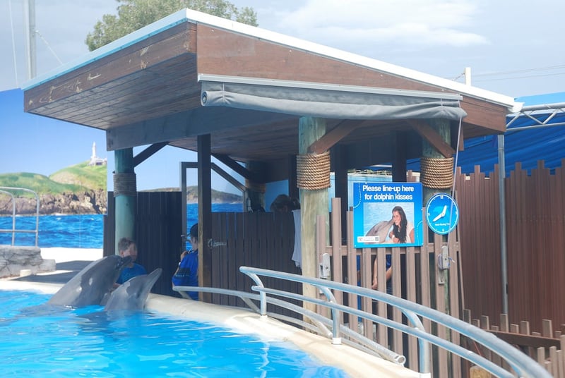 Dolphin Marine Magic