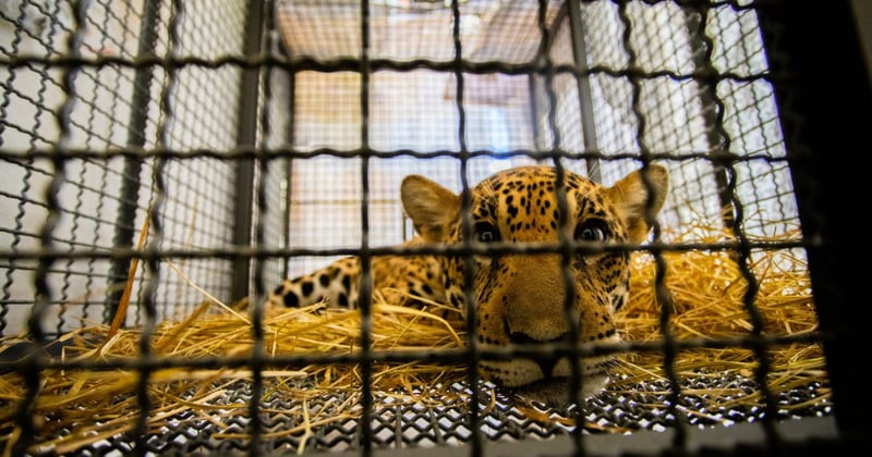 Xamã após sedação e exames de pré-transferência, se recuperando na caixa de transporte - Crédito: Noelly Castro/Proteção Animal Mundial