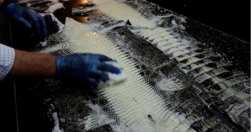 Crocodile skin