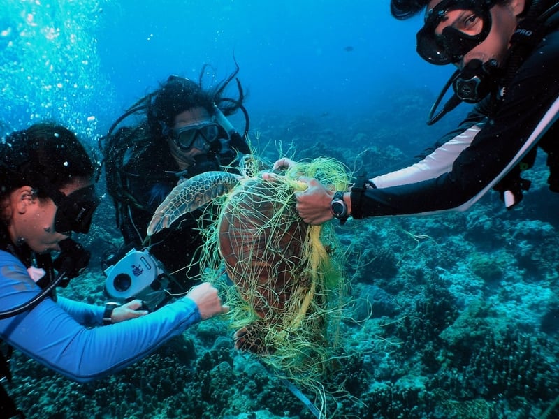 UN report finds more sea animal species harmed by marine debris