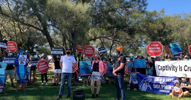 Protesters at Sea World Gold Coast calling for a dolphin breeding ban.