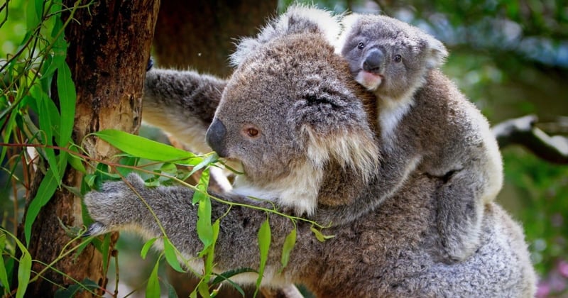 Where are the top spots to see Australian animals in the wild?