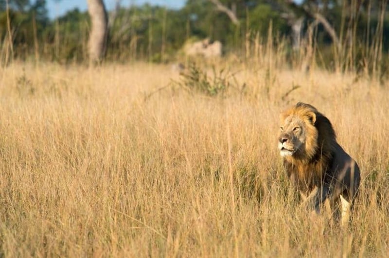 Xanda the lion