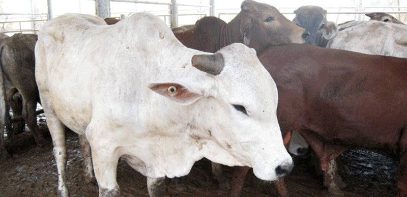 Animal welfare groups demand inquiry into Department of Agriculture