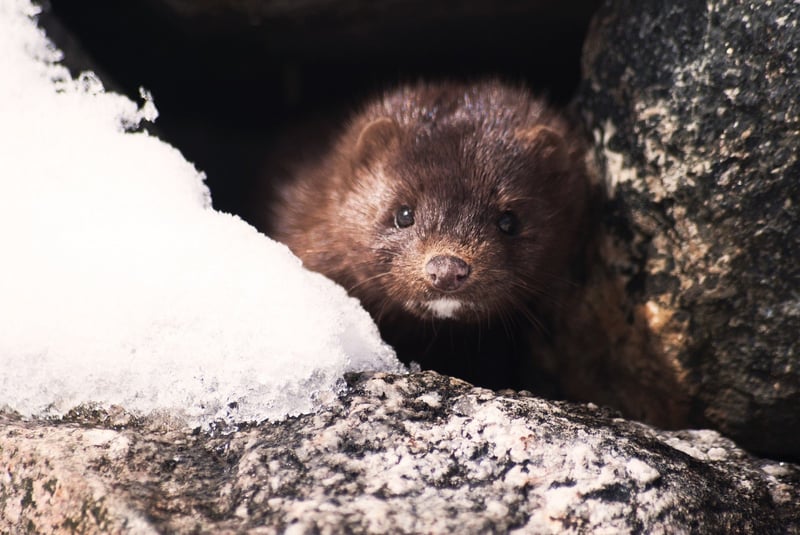 Pictured: a mink. Image by Derek Naulls from Pixabay