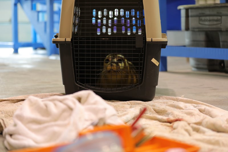seal