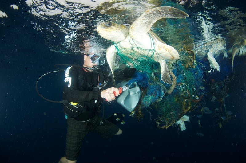 World Turtle Day