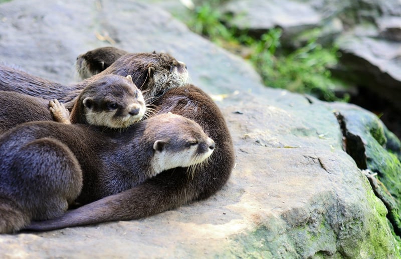 Otters, tortoises and other animals in the cruel exotic pet trade now have increased protection