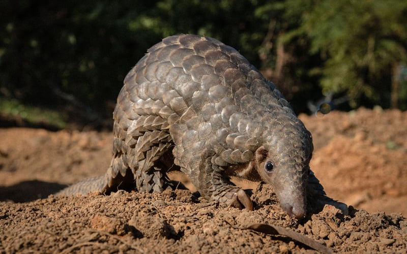 The endangered Indian pangolin