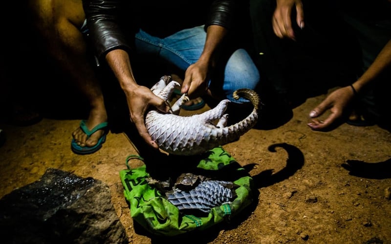 Pangolin captured